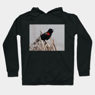 A Red-winged Blackbird Singing in the Rushes Hoodie